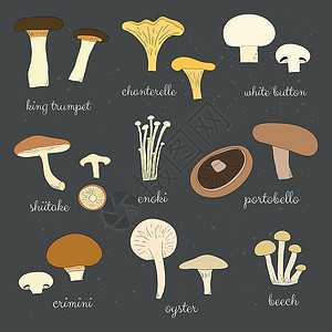 金针菇科食用蘑菇组装设计图片