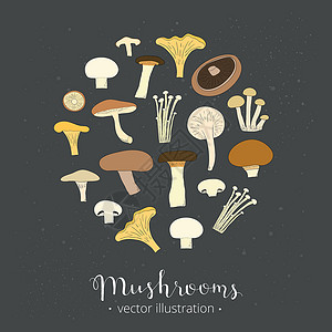 红油金针菇可食用蘑菇在圆圈中设计图片