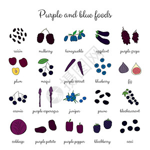 金银花和苦木手画紫色和蓝色食物插画