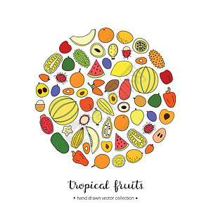 人心果手工将热带水果围成圆圈绘画甜瓜菠萝蜜花园食物西瓜桂圆植物产品柠檬插画