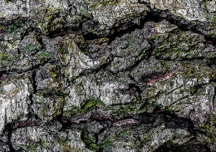 天然树皮 刺塞的纹理图案 抽象自然 粗背景背景图片