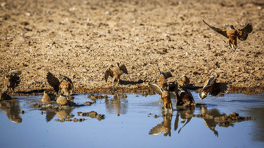 南非Kgalagadi跨界公园的Burchell沙丘目的地水坑沙鸡观鸟沙漠游戏动物飞行荒野自然保护区背景