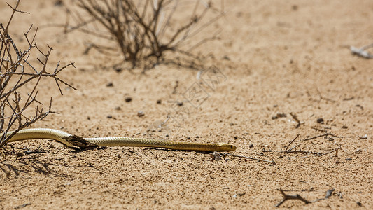 剧毒南非Kgalagadi跨界公园的Capebra眼镜蛇沙漠游戏气候旱地野性野生动物自然保护区旅游目的地爬虫背景