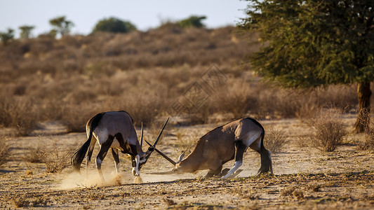 荒野行动素材南非Kgalagadi跨界公园的南非奥里克斯动物目的地羚羊生物圈攻击运动保护区摄影气候沙漠背景