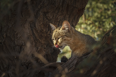 暗中观察猫南非Kgalagaddi跨界公园南部非洲野猫组织南非分会生物圈游戏猫科动物气候野生动物野性保护区驱动沙漠背景