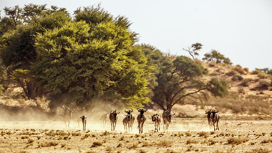 诺森比亚南非Kgalagadi跨界公园的蓝色野生动物生物荒野牛科沙漠跑步气候全景旅游野性驱动背景