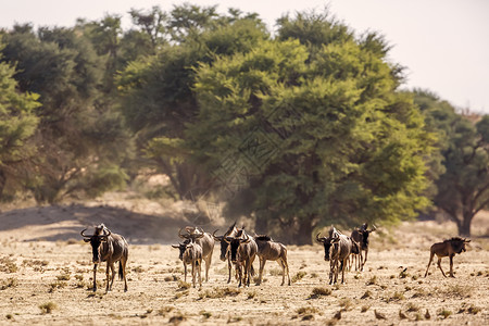 阿芬平舍非洲南部一群动物高清图片