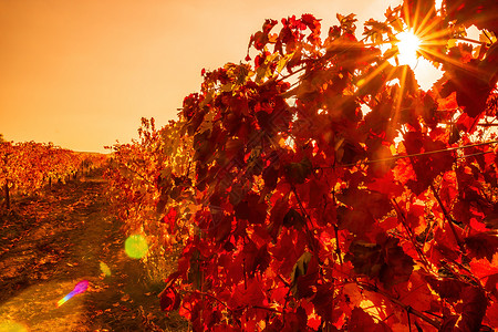 在温暖的日落阳光下 葡萄园里明亮的秋红橙黄色葡萄树叶 美丽的成熟葡萄串 酿酒和有机水果园艺 特写 选择性的焦点酒厂生长栽培日出农背景