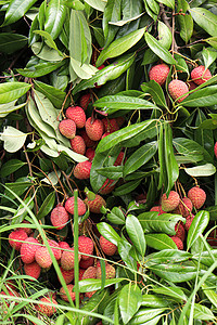 农场里收割的一帮利塔奇人美味食物叶子宏观收成荔枝植物市场农业萝卜背景图片