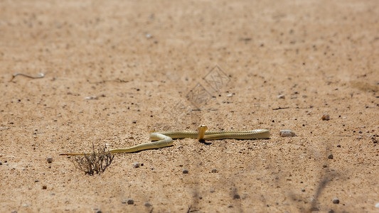 剧毒眼镜蛇南非Kgalagadi跨界公园的Capebra眼镜蛇栖息地驱动野性自然保护区目的地动物剧毒旱地沙漠爬虫背景