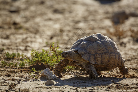 乌龟式自然保护区诺索布高清图片