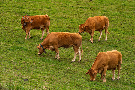 四头棕奶牛在阴云的一天 在绿山上爬过四头黄牛 西班牙巴斯克州背景图片