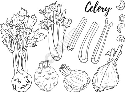Celery手画矢量图 彩色页面 农场产品花园潮人艺术食物草本植物沙拉菜单打印厨房蔬菜背景图片