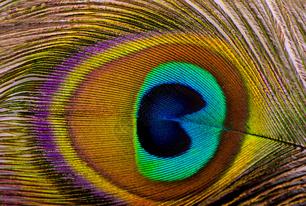 白色的孔雀羽毛巨集 孤立在白上眼睛红色尾巴黑色金子工作室蓝色纹理绿色翅膀背景图片