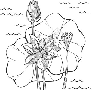 荷花雕刻素材矢量素描莲花花芽和种子插画