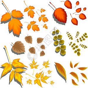 不同形状和不同树种的秋叶子植物环境叶子装饰植物学插图打印橙子风格邮票背景图片