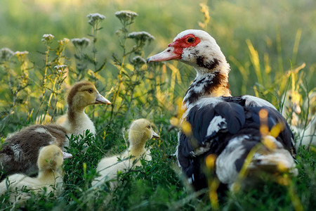 小鸭子和妈妈在草地上 一只山雀和幼崽在晚上散步背景