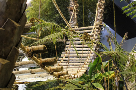 竹木桥印第安纳琼斯高清图片