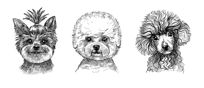 迷你贵宾犬一套三幅可爱的小狗或狗的肖像 黑白草图 用笔画手绘图形风格墨水毛皮兽医动物收藏哺乳动物打印绘画雕刻插图插画