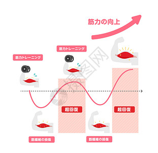 鼻甲肥大高效肌肉增长图解 超补偿机制 日本人营养治疗神经病健身房生长食物圆周脂肪身体培训师设计图片