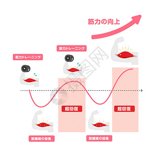 高效肌肉增长图解 超补偿机制 日本人营养治疗神经病健身房生长食物圆周脂肪身体培训师设计图片