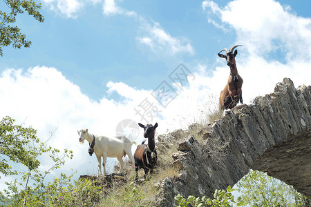 山中的山羊麂皮高山蓝色荒野石头天空日落岩石高清图片