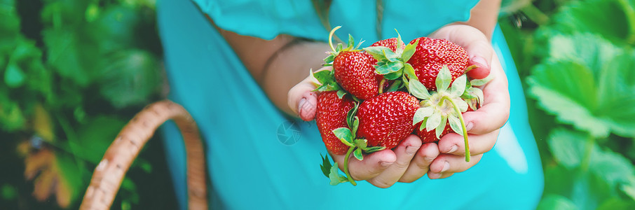 女孩拿草莓孩子在花园里收集草莓 有选择地集中精神收成水果乐趣生物季节花园家庭叶子太阳女孩背景