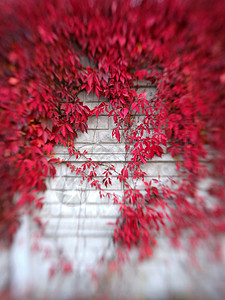 照片由一面墙的动画与一座红叶攀爬植物合拍背景图片