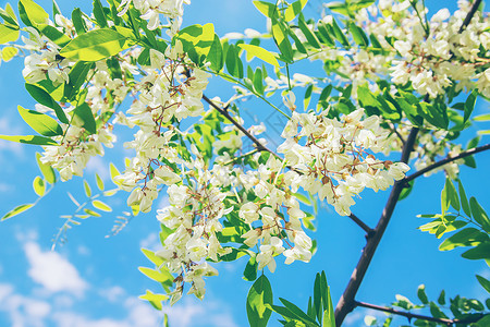 花园里有一棵花岗树 有选择的焦点森林横幅家庭宏观公园蜂蜜药品花瓣蜜蜂香味背景