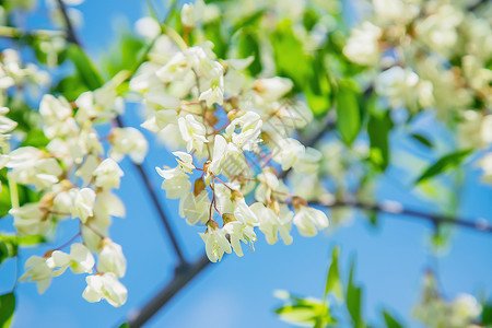 一棵开花的树花园里有一棵花岗树 有选择的焦点药品衬套香味木板植物群横幅蜜蜂森林家庭宏观背景