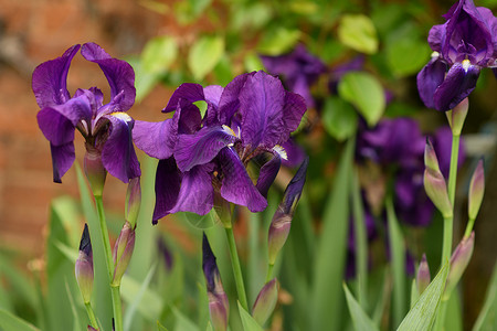 绿色背景的紫色虹花朵高清图片