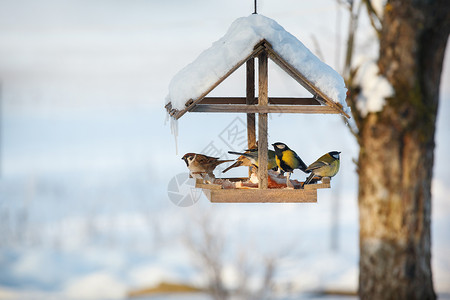 喂食器下雪的冬季鸟类喂养器里有五只鸟背景