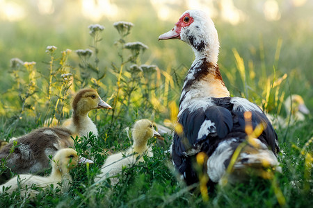 鸭食带立陶宛村一群混食鸭子的鸭子群背景