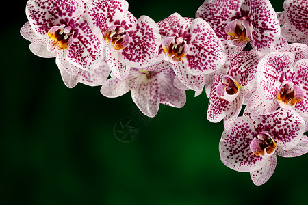 兰花的粉花特写 照片中的文字空格是免费的礼物斑点花束植物学植物异国紫色婚礼脆弱性花瓣背景图片