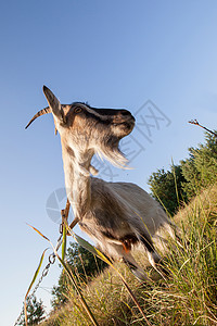 sheShe goat 山羊绿色天空棕色灰色地平线喇叭牧场农场动物哺乳动物背景