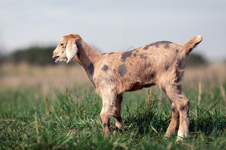 棕色小山羊棕色山羊 在草地背景上有深褐色斑点背景