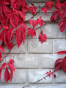 灰墙砖灰墙的垂直照片 红色攀爬植物挂在背景