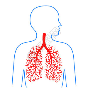 肺和支气管 人类呼吸系统 医药和保健 病媒图解高清图片