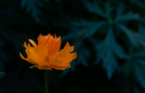 橙色深色维塔利亚橙色的亚洲花在树叶的深色背景上 橙色的亚洲花在深色的叶子背景上 金莲花橙子生长园艺场地植物季节草本植物团体美丽宏观背景