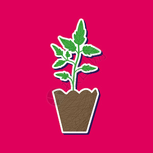 手剥山核桃梨锅中的番茄 作为幼苗;家用花园矢量短片;在粉红背景上隔绝的手画粘贴植物树苗;绿色自然平板元素插画