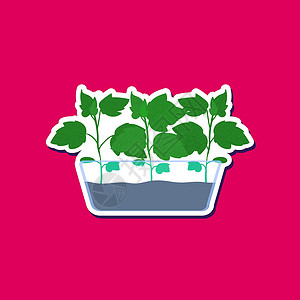 手剥山核桃在玻璃锅中生黄瓜芽 用于播种;手画贴纸 在粉红背景上隔离的蔬菜树苗;家庭园艺剪辑;绿色自然平板元素插画