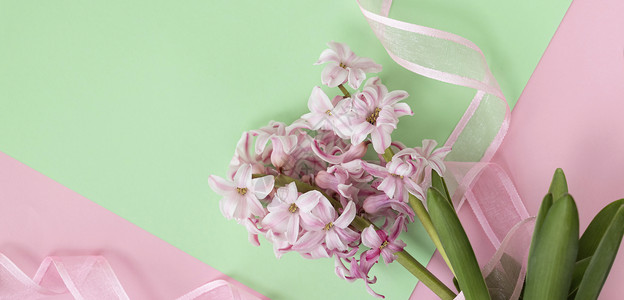 横幅与平躺的粉红色风信子花与粉红色丝带在柔和的绿色和粉红色的颜色 简约风格的春季或夏季即将到来的概念 春天或夏天的背景背景