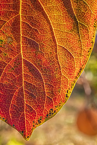 在 persimmon 树的秋天 详细的彩色叶子 垂直视图背景图片
