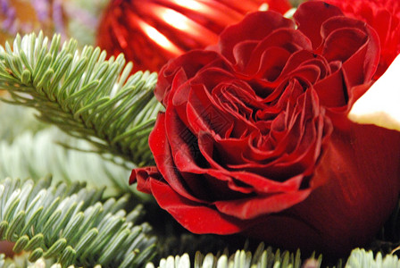 一朵红红的红玫瑰 环绕着绿树枝和装饰品风格玫瑰花束绿色花朵植物红色分支机构装饰背景图片