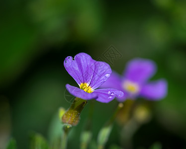 带通道花瓣带雨滴的紫花  选择性焦点背景