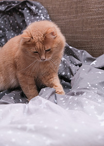 灰色床垫上的毛姜猫爪子家居小猫睡眠宠物床猫咪毯子长毛床罩猫科动物背景图片