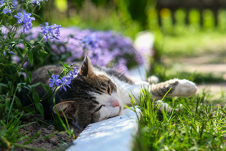 被美丽的花朵所依附的猫咪乐趣哺乳动物植物花园毛皮晶须说谎草地宠物小猫背景图片