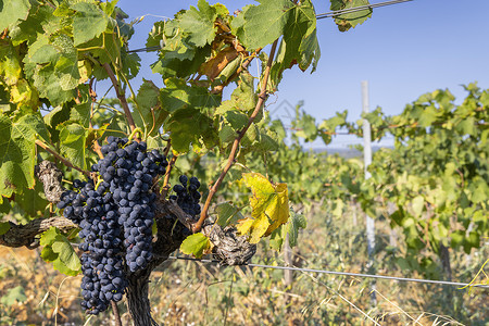 新堡典型葡萄园 在法国罗昂角附近有蓝葡萄植物酒庄农村石头酒厂场地乡村绿色国家收成背景