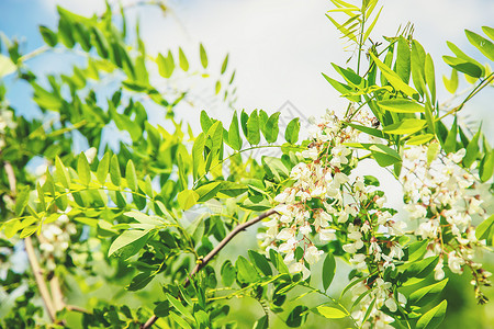 一棵开花的树花园里有一棵花岗树 有选择的焦点花蜜花瓣蜜蜂天空木板植物群植物家庭叶子香味背景