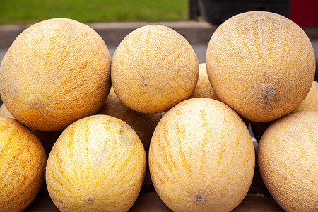 新鲜黄黄瓜 农民市场上的许多瓜子维生素批发胎儿蔬菜农业采购营养季节甜点植物背景图片